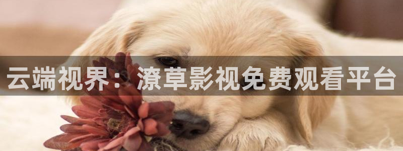 穿梭在韓國影視世界的小說：云端視界：潦草影視免費觀看平臺